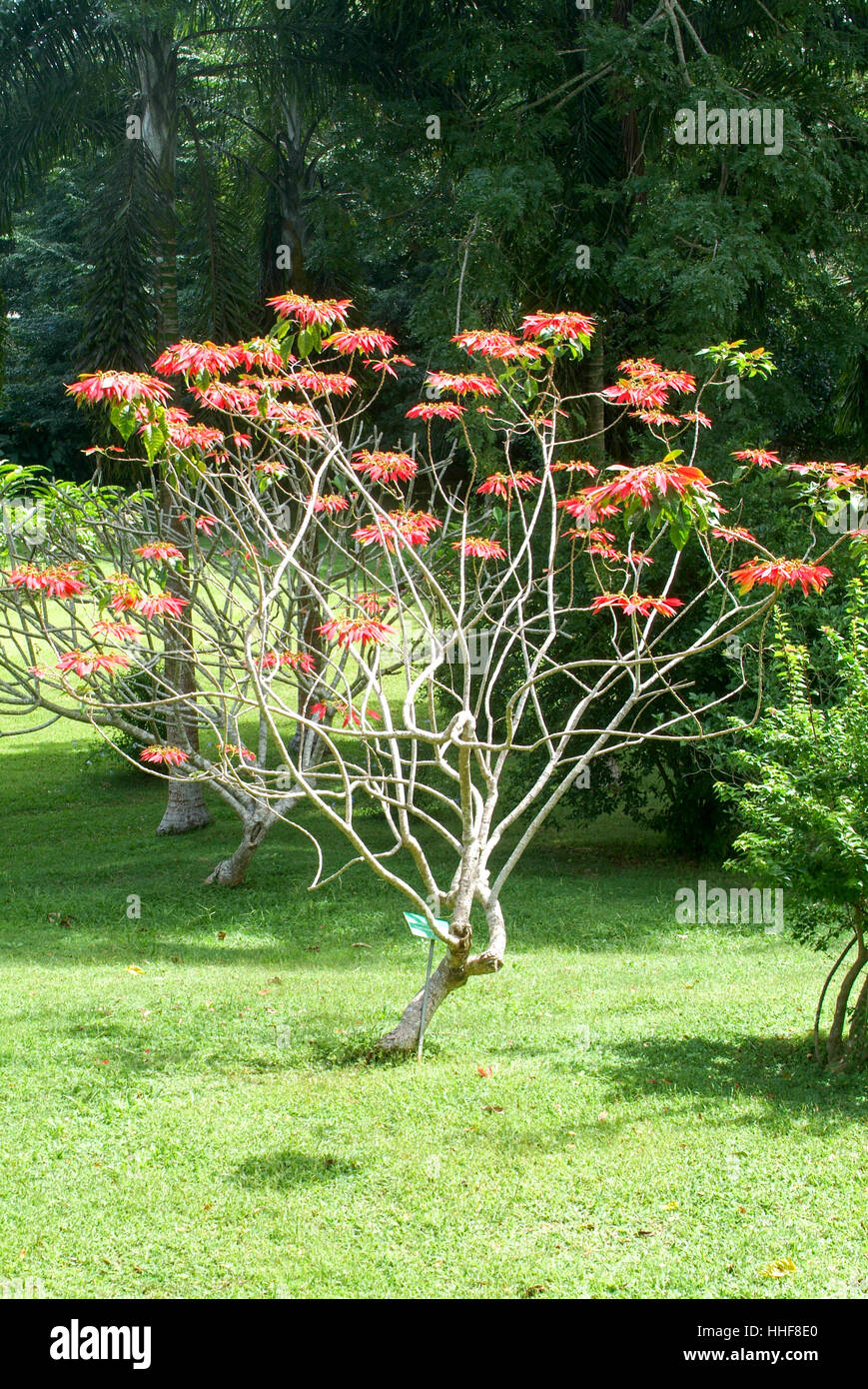 Weihnachtsstern Baum Mit Roten Blüten Auf Mayotte Island