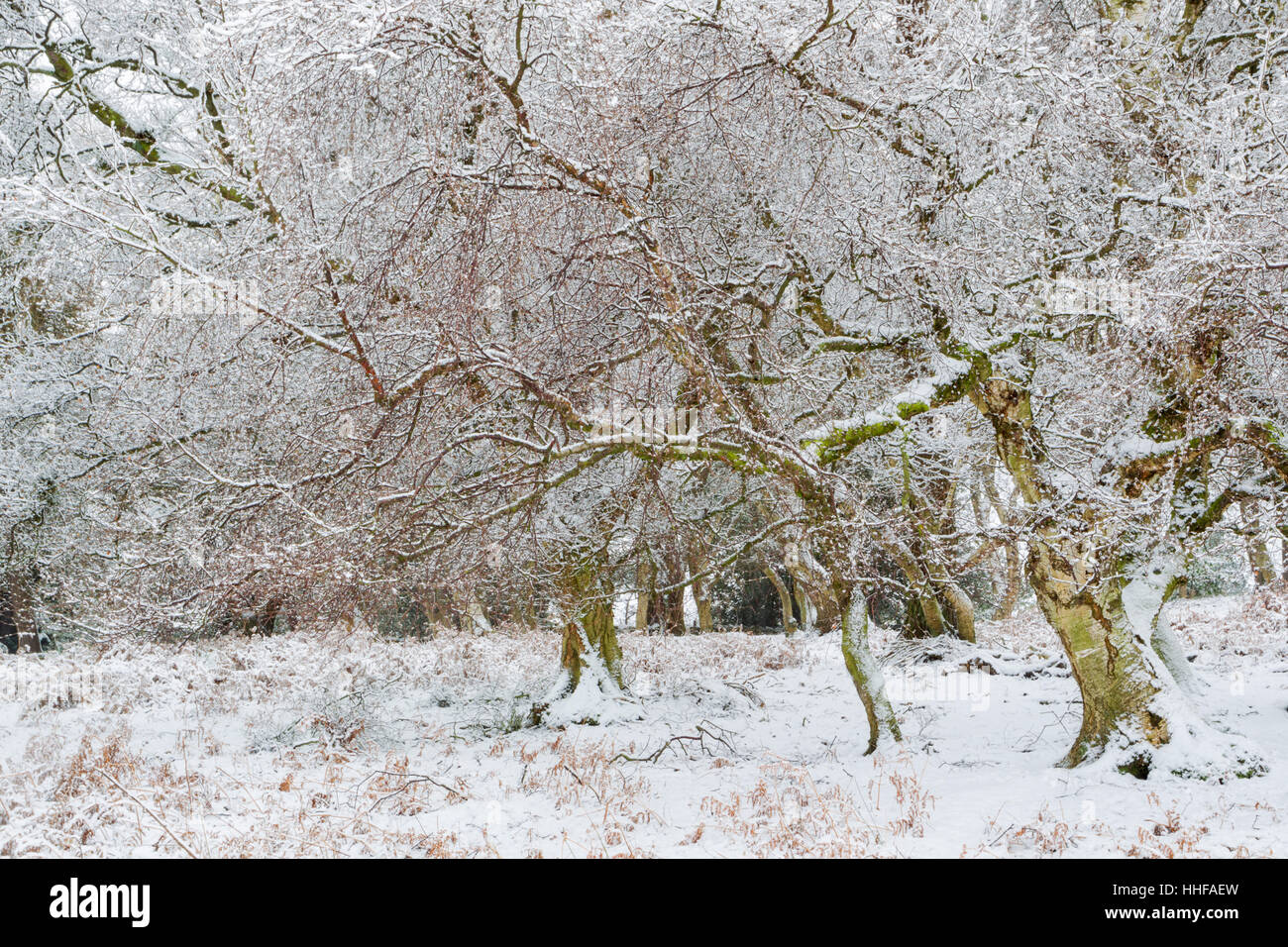 Birke und andere Bäume an einem verschneiten Wintertag mit Zweigen bestäubt mit Schnee in Esk Dale in North York Moors National park Stockfoto