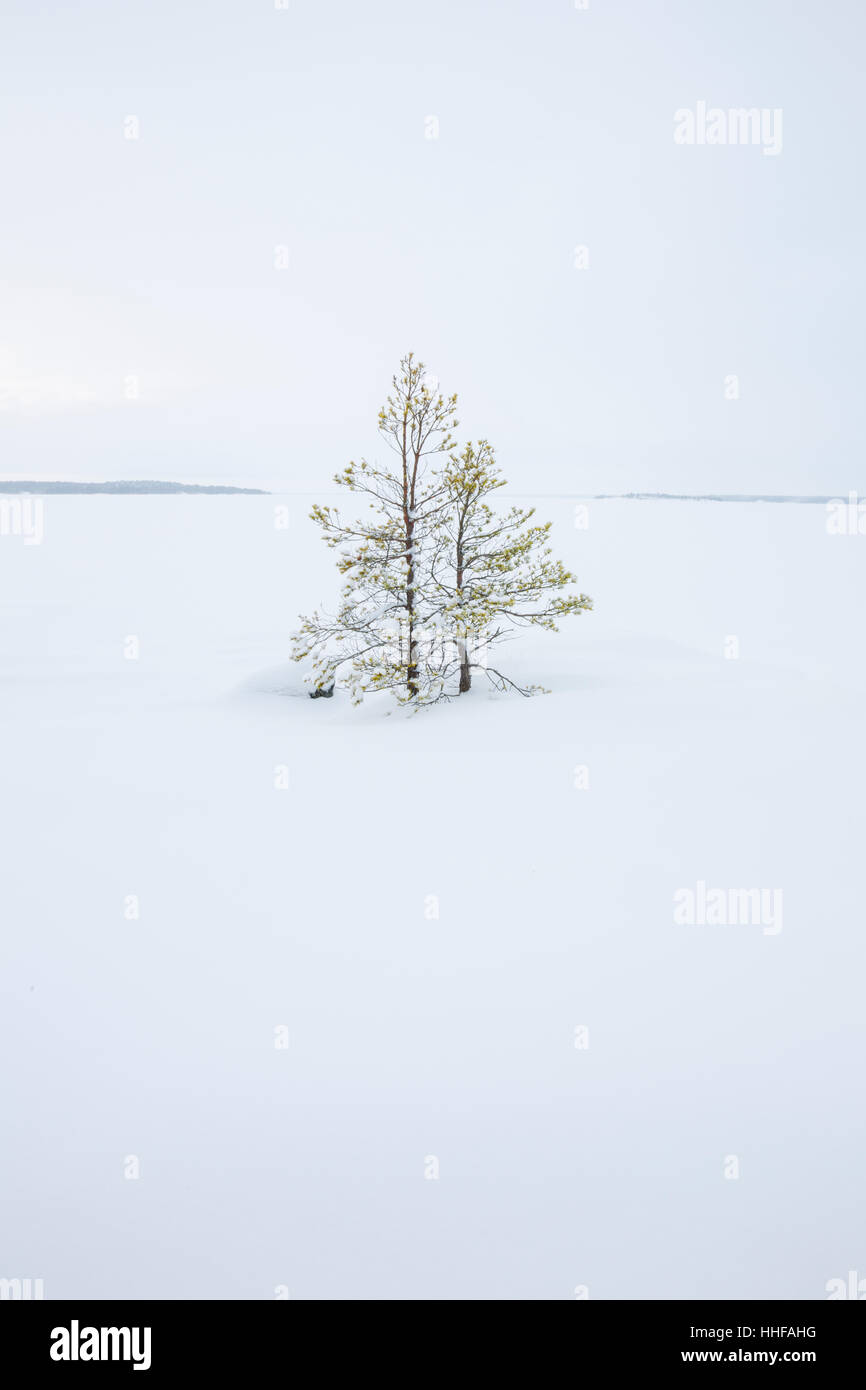Kleine Fichten im Schnee im Winter. Blick auf gefrorenen und Schnee bedeckt Mälarsee aus Angson (Ängsön) in der Nähe von Västerås (Västerås) in Mittel- Stockfoto