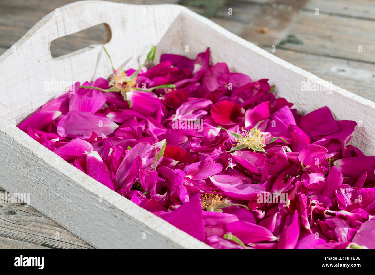 Rosenblüten, Rosenblüte, Wildrosenblüten, Blütenblätter, Rose, Rosen, Blütenblätter Trocknen, Blüten Trocknen, Ernte, Wildkräuter Trocknen, Blütentee Stockfotografie