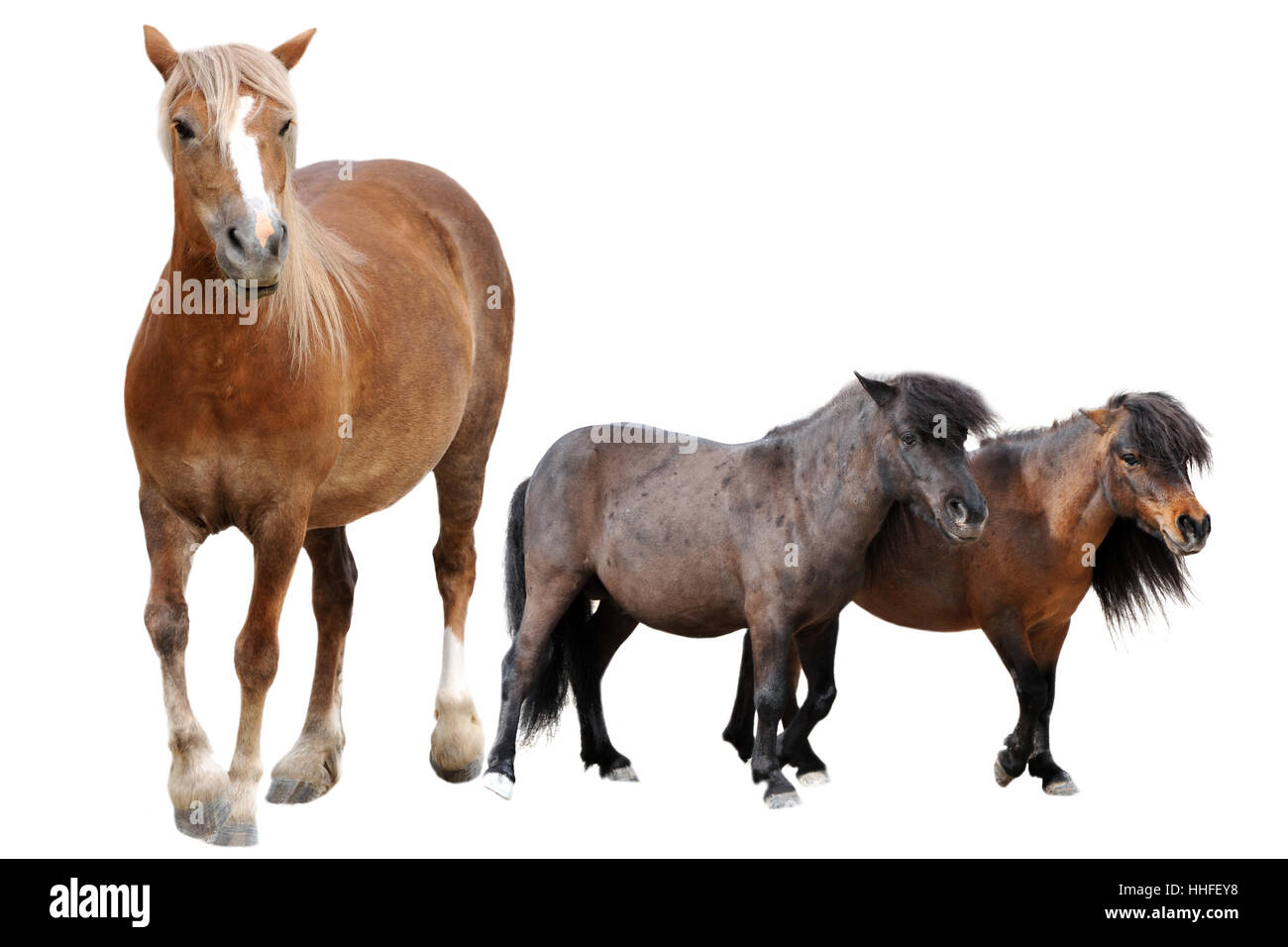 Pferd, Tier, Pony, drei, Ponys, groß, große, riesige, extreme, mächtig, Stockfoto