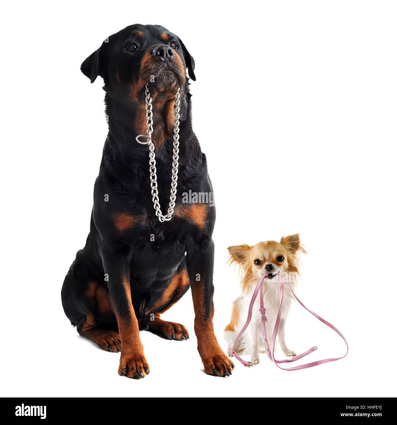 Hund, Welpe, Leine, Halsband, Rottweiler, Freundschaft, schön, beauteously, Stockfoto