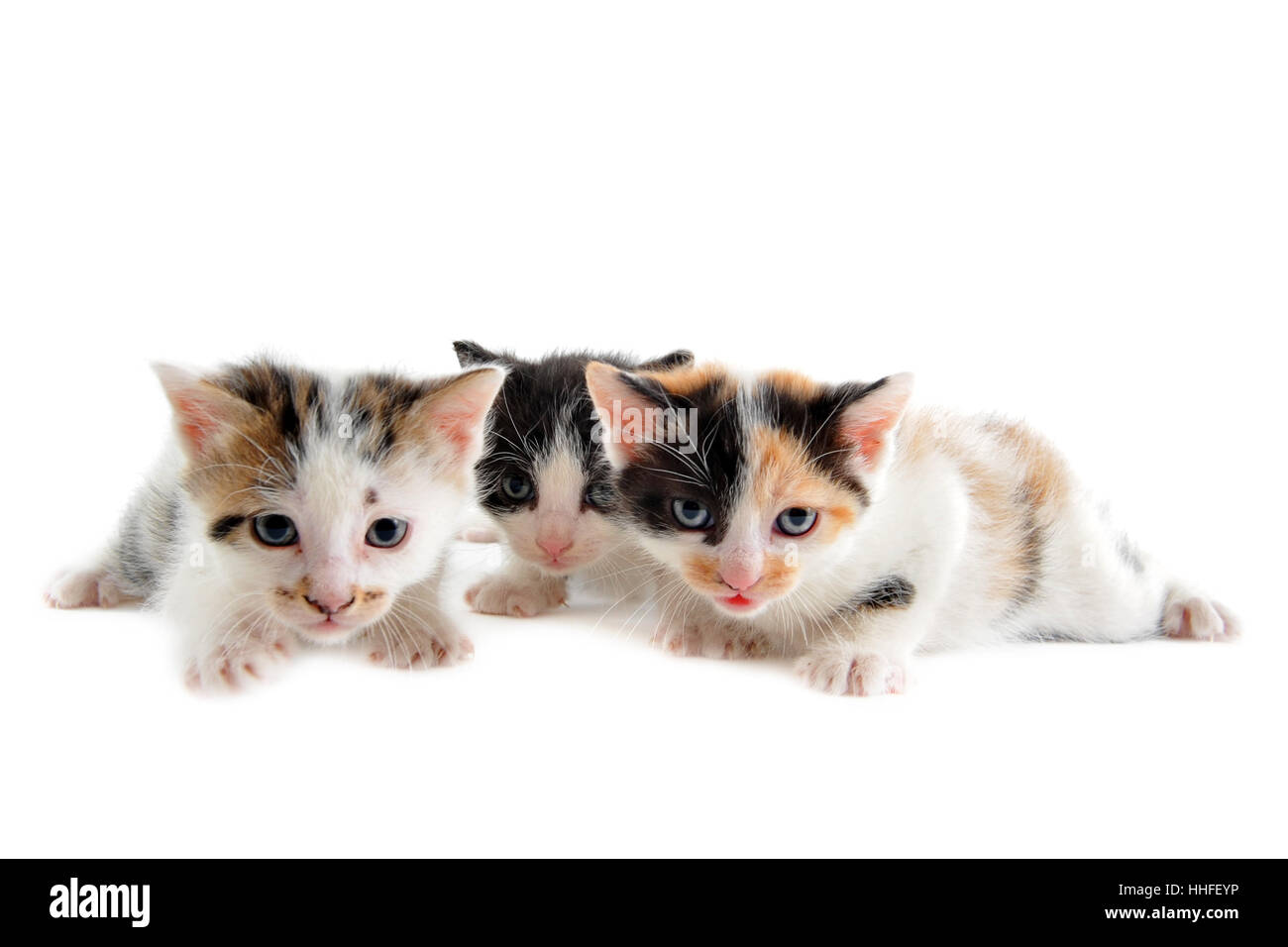 Weiblich, Katzen, drei, Baby Katze, Kätzchen, Pussycat, Katze, Hauskatze, weiß, Stockfoto