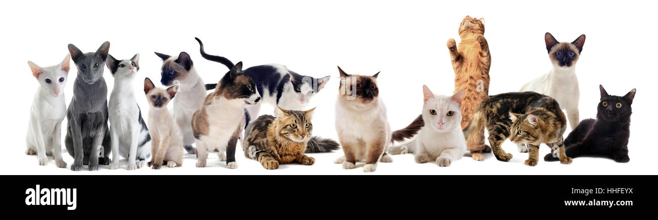 Katzen, Katze Baby, Kätzchen, Gruppe, Pussycat, Katze, Hauskatze, schöne, Stockfoto