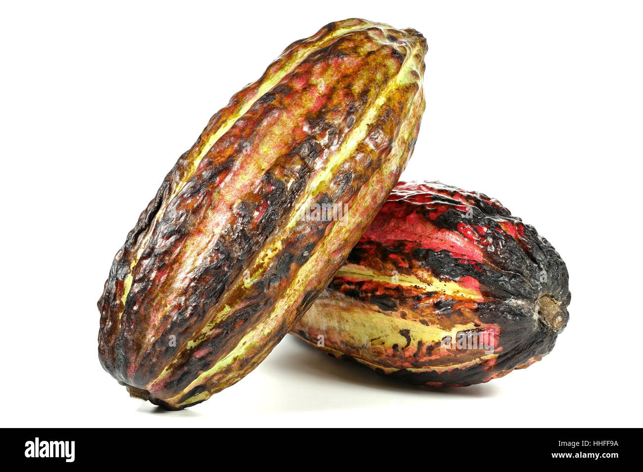 Kakao-Früchte isoliert auf weißem Hintergrund Stockfoto