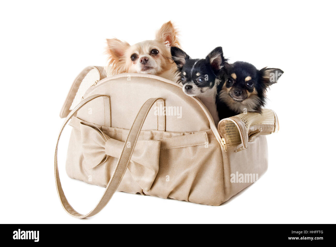 Hund, Hunde, drei, Tasche, Gruppe, zusammen, Objekt, Tier, Haustier, Verkehr, Stockfoto