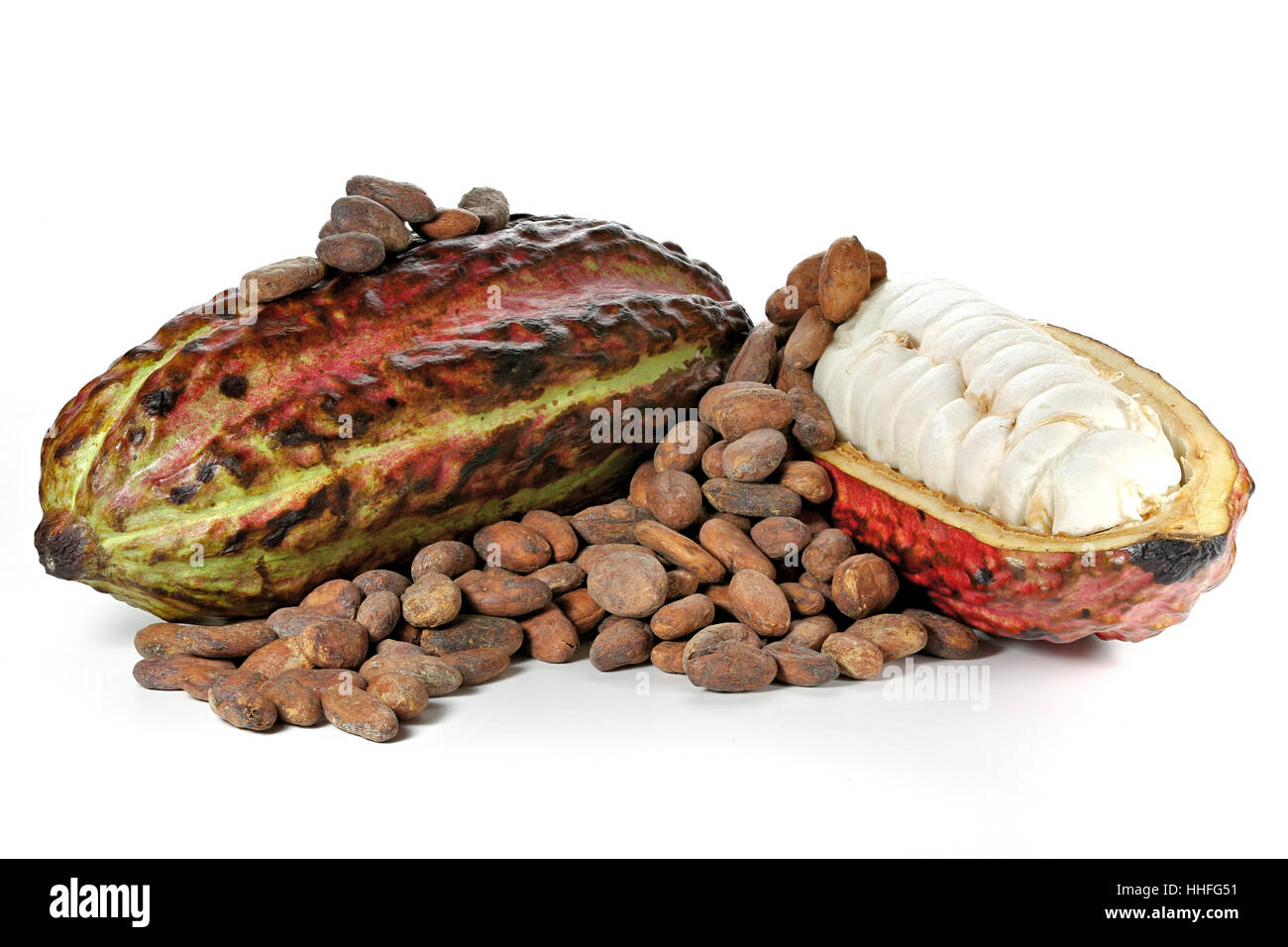 Kakao-Früchte mit gerösteten Kakaobohnen isoliert auf weißem Hintergrund Stockfoto