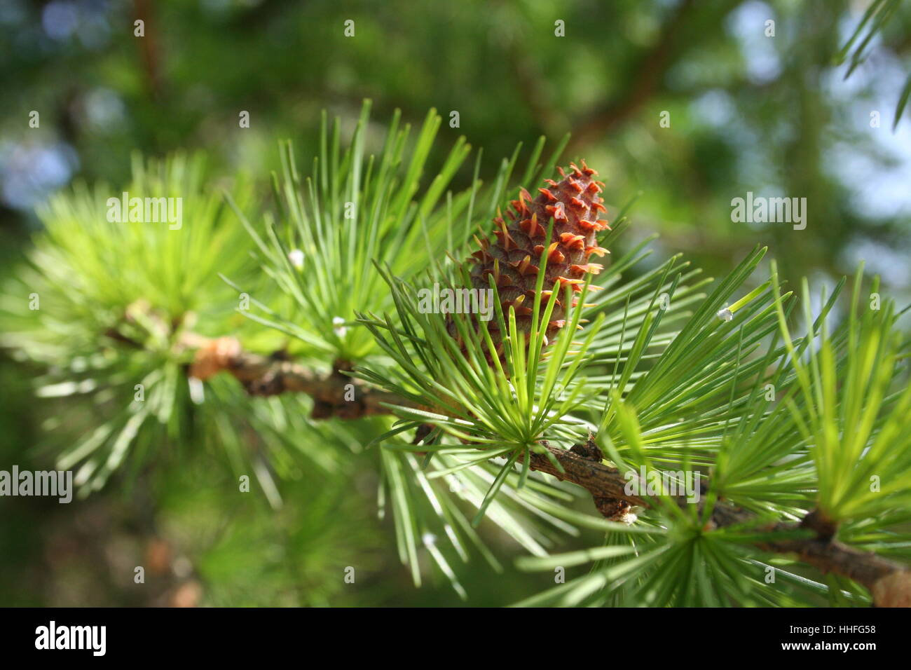 Baum, Nadelbaum, Nadeln, Tap, Tanne Kegel, Lärche, Wald, Natur, grün, Flora, Stockfoto
