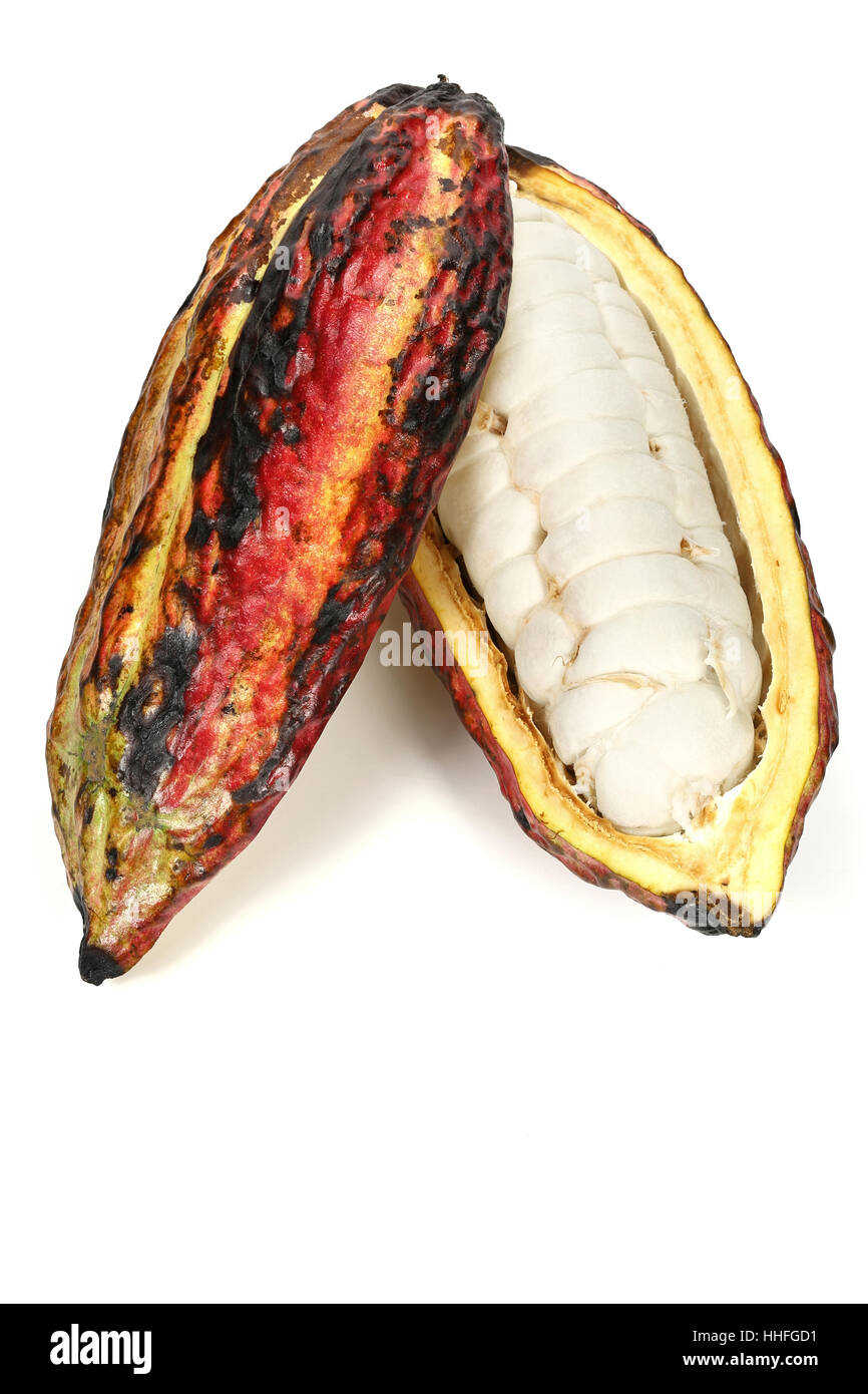Kakao-Frucht isoliert auf weißem Hintergrund Stockfoto