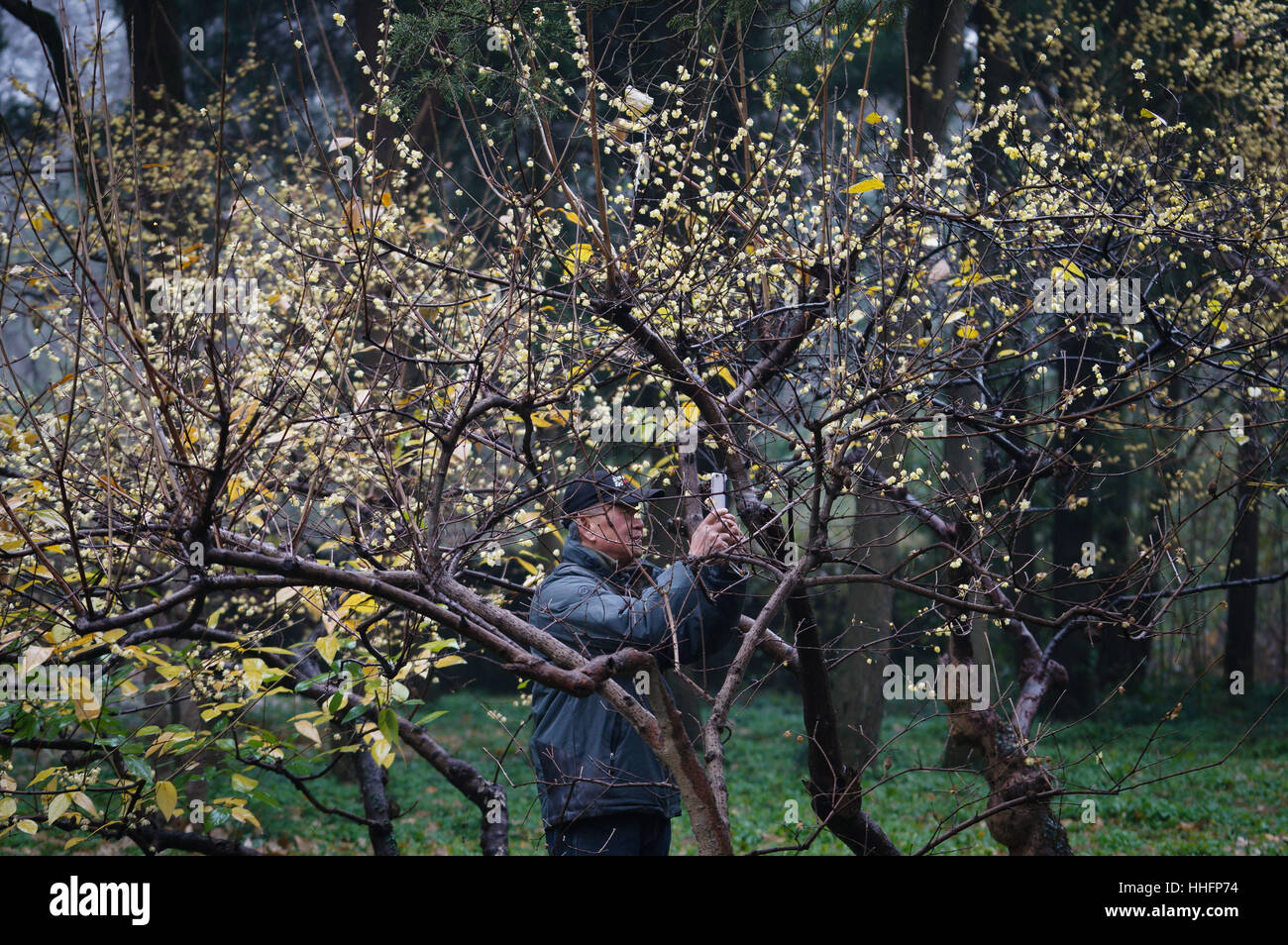 Nanjing, China. 18. Januar 2017. Wintersweets Blüte in den Ming Tomb szenischen Bereich von Nanjing, Hauptstadt der ostchinesischen Provinz Jiangsu. Bildnachweis: Li Xiang/Xinhua/Alamy Live-Nachrichten Stockfoto