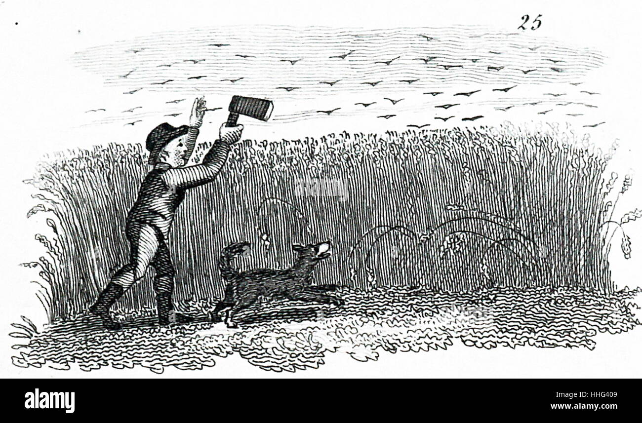 Abbildung zeigt einen kleiner junge Vögel zu jagen. Vom 19. Jahrhundert Stockfoto