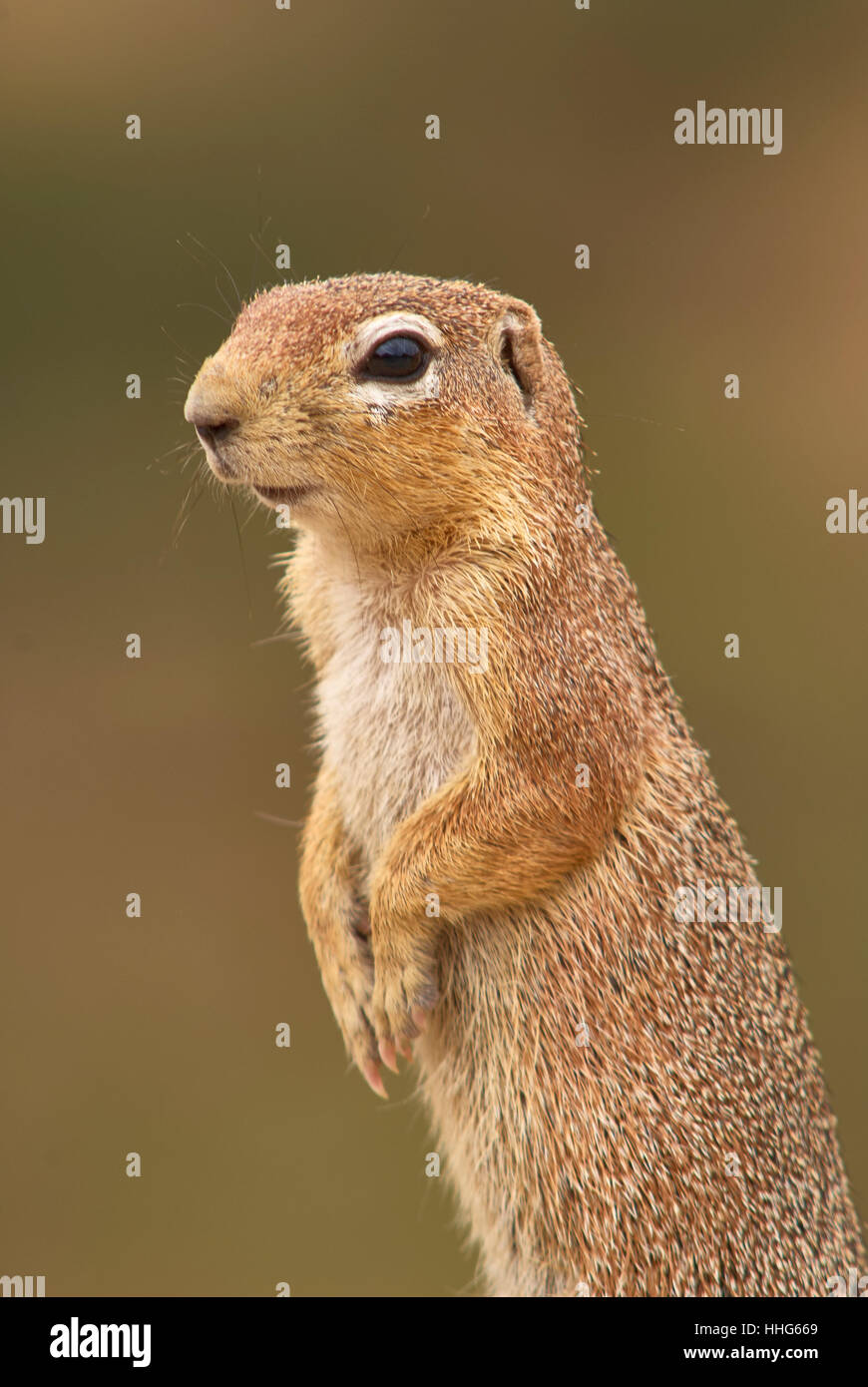 Ungestreifte Grundeichhörnchen, stehend (Nahaufnahme) Stockfoto