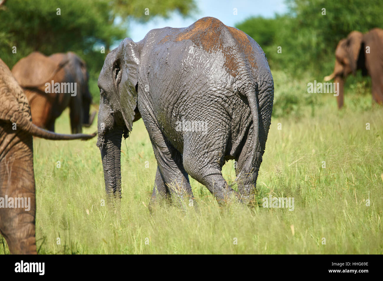 Afrikanischer Elefant nach einem Bad im grauen schlammigen Wasserloch Stockfoto