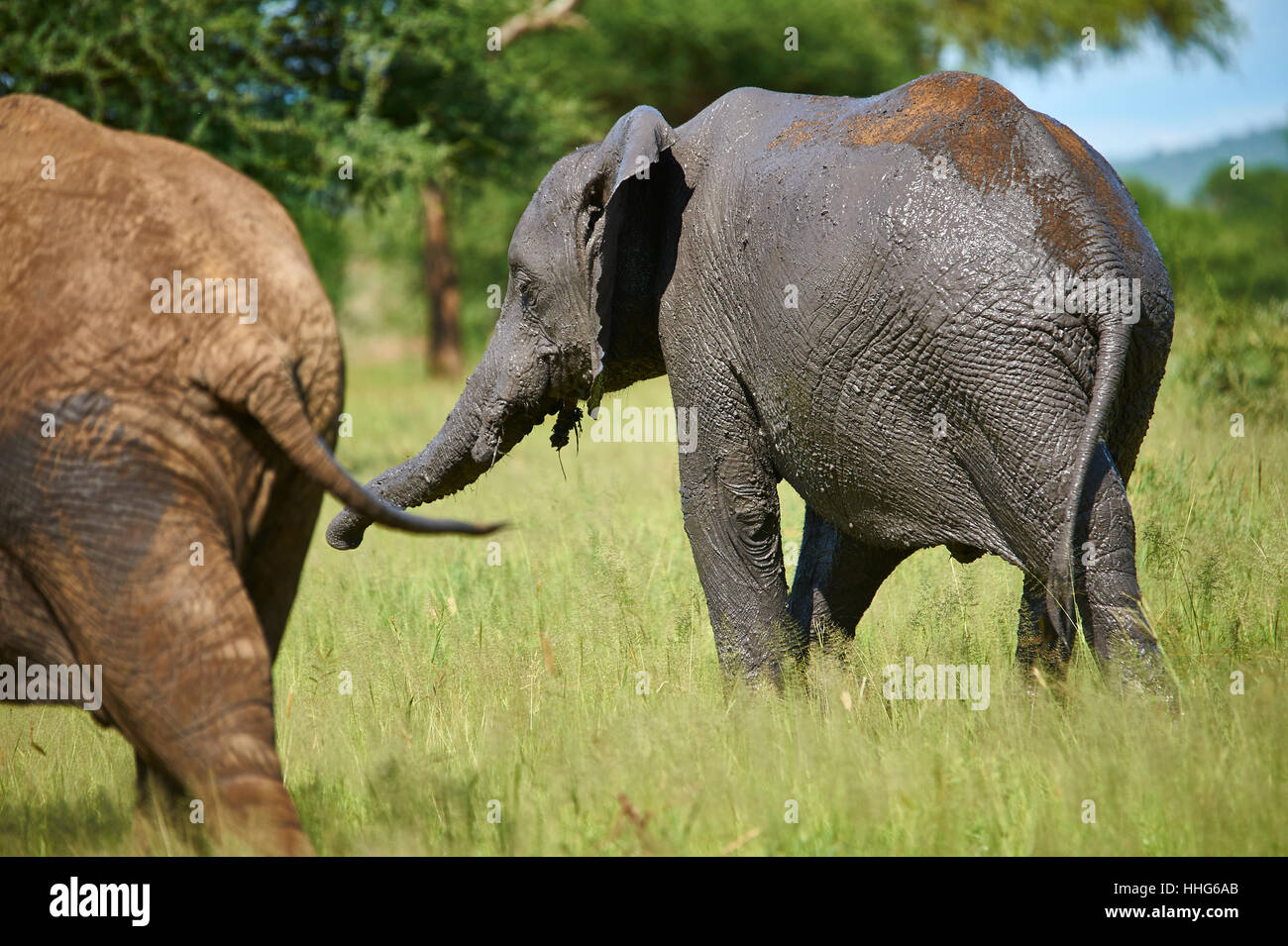 Afrikanischer Elefant nach einem Bad im grauen schlammigen Wasserloch Stockfoto