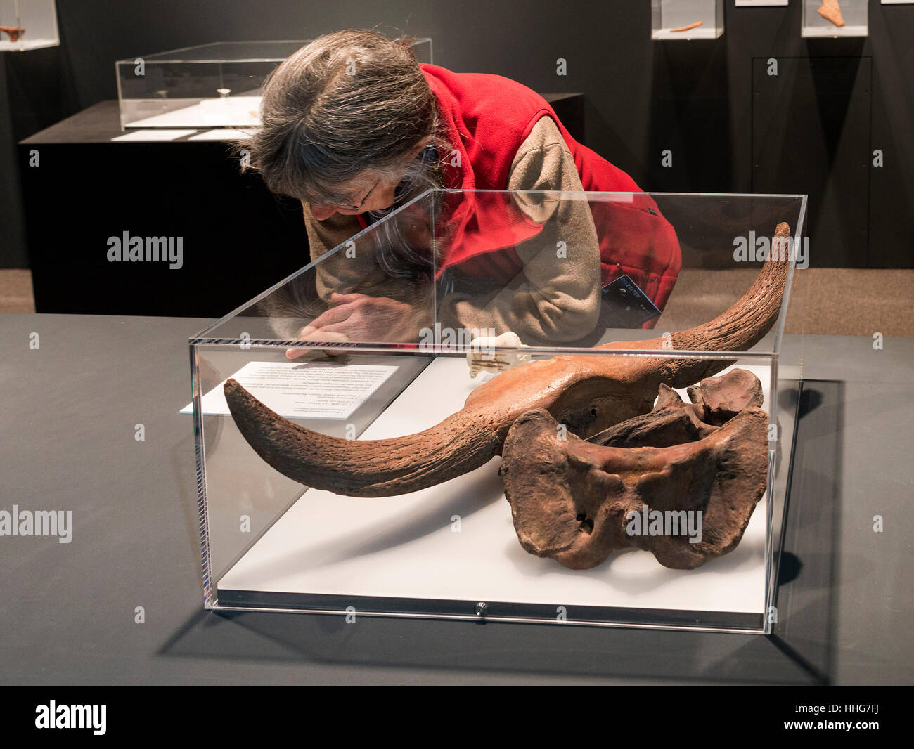 Helms-Museum = Archäologisches Museum Hamburg, Deutschland, Europa Stockfoto