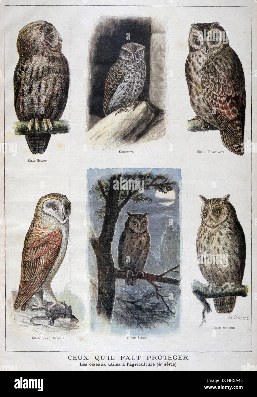 Abbildung Darstellung Vögel (Eulen), nützlich für die Landwirtschaft. 1897 Stockfoto