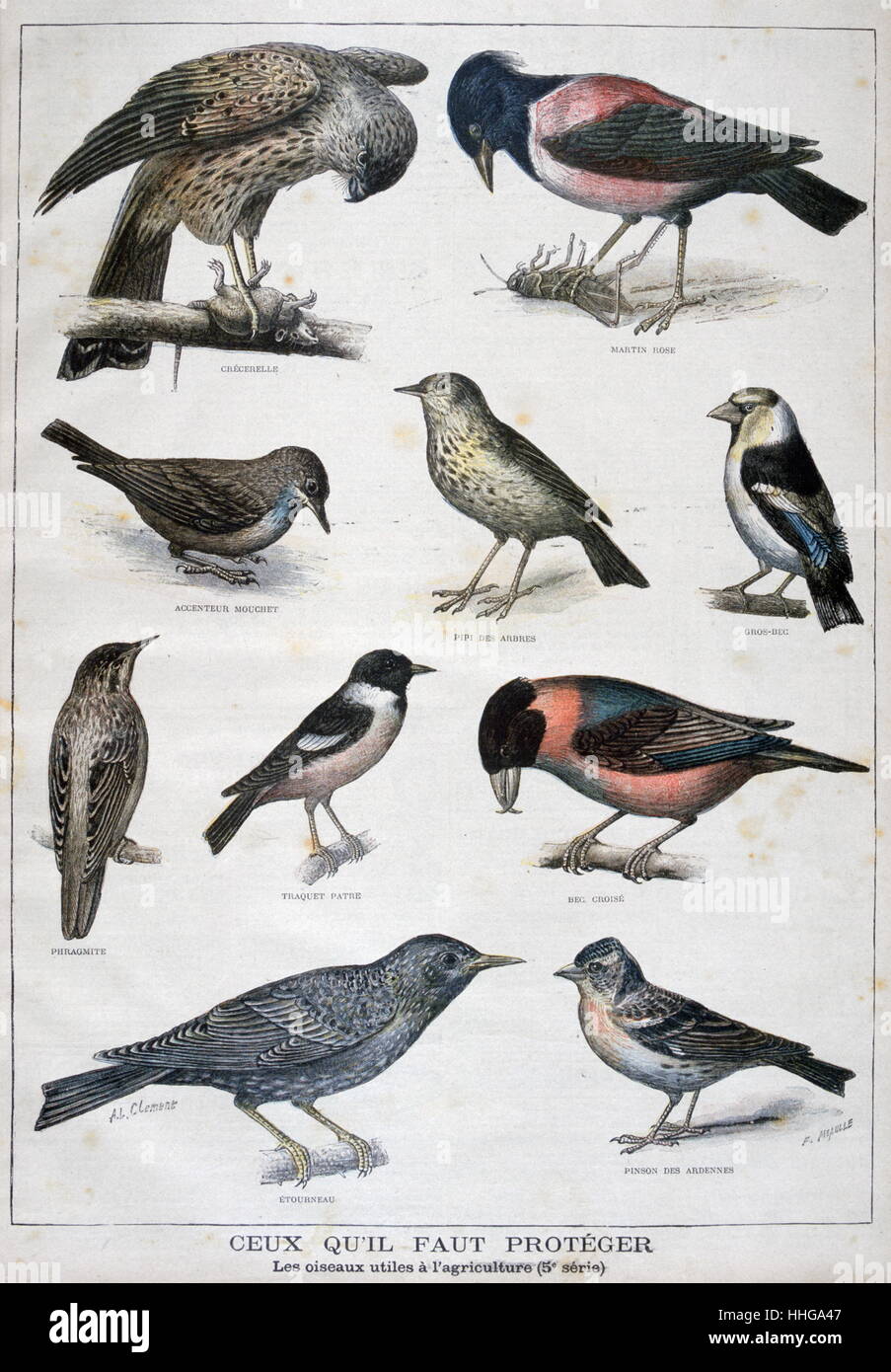 Abbildung zeigt für die Landwirtschaft nützlichen Vögel. 1897 Stockfoto