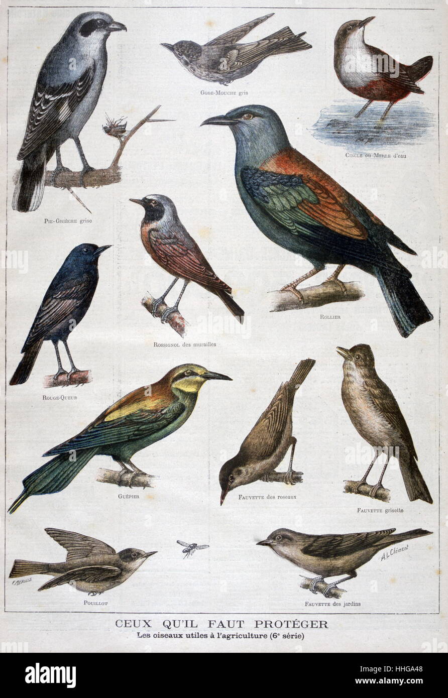 Abbildung zeigt für die Landwirtschaft nützlichen Vögel. 1897 Stockfoto