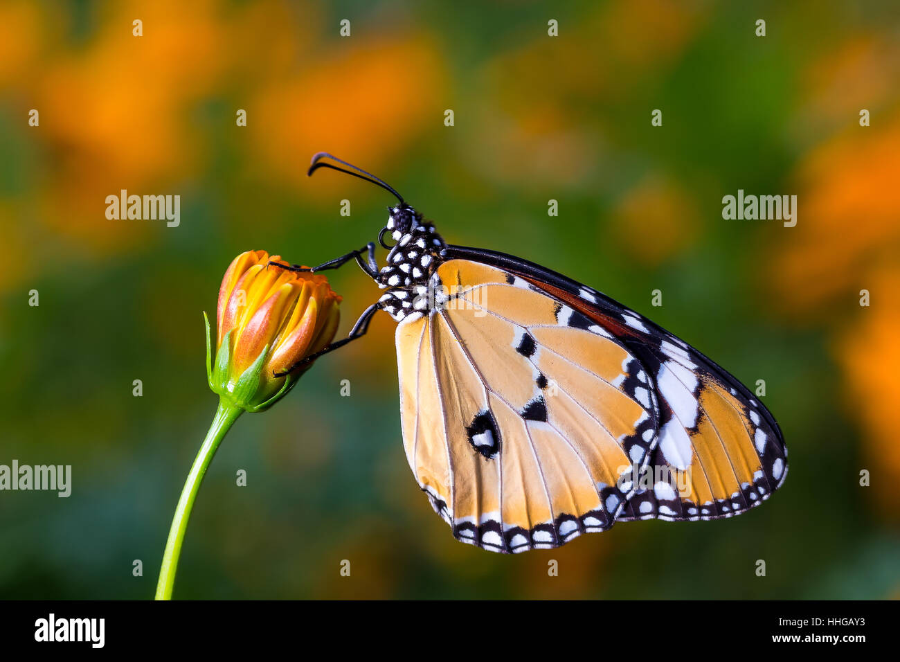 Plain Tiger Butterfly(Danaus chrysippus), Schmetterling auf der Kosmos-Blume Stockfoto