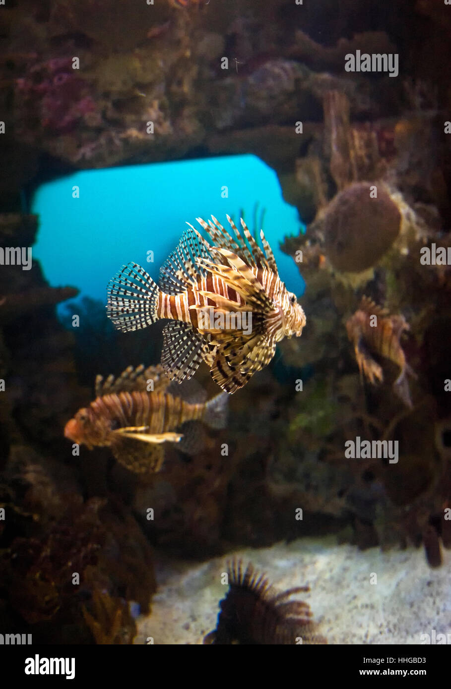 Rote Feuerfische / Drachenköpfe (Pterois Volitans) in einem gut beleuchteten Aquarium. Stockfoto