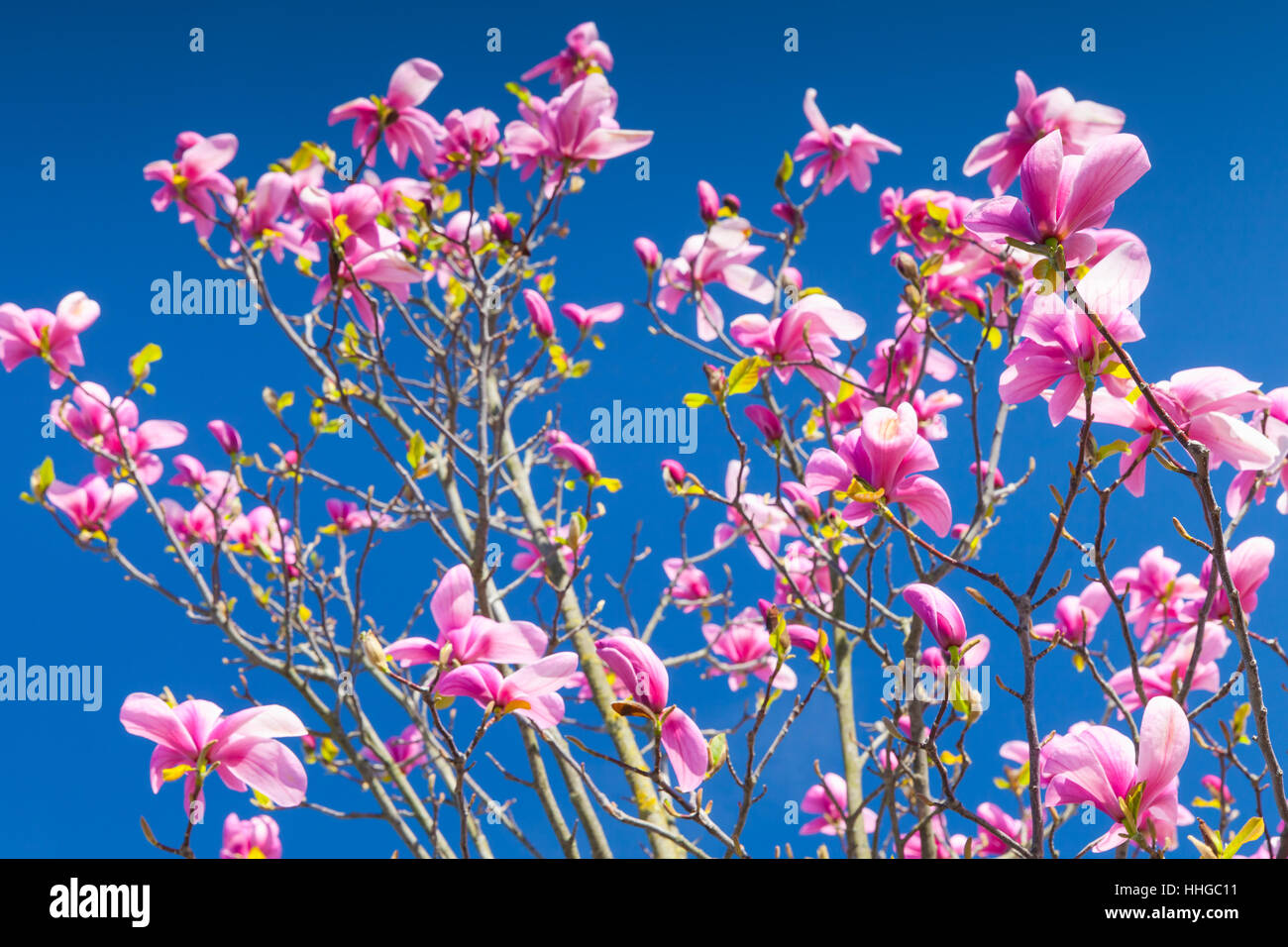 Magnolie. Rosa Blüten am strahlend blauen Himmelshintergrund Foto mit selektiven Fokus Stockfoto