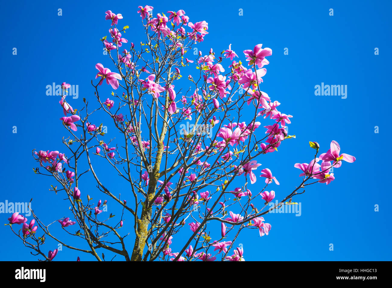 Magnolie mit rosa Blüten am strahlend blauen Himmelshintergrund Foto mit selektiven Fokus Stockfoto