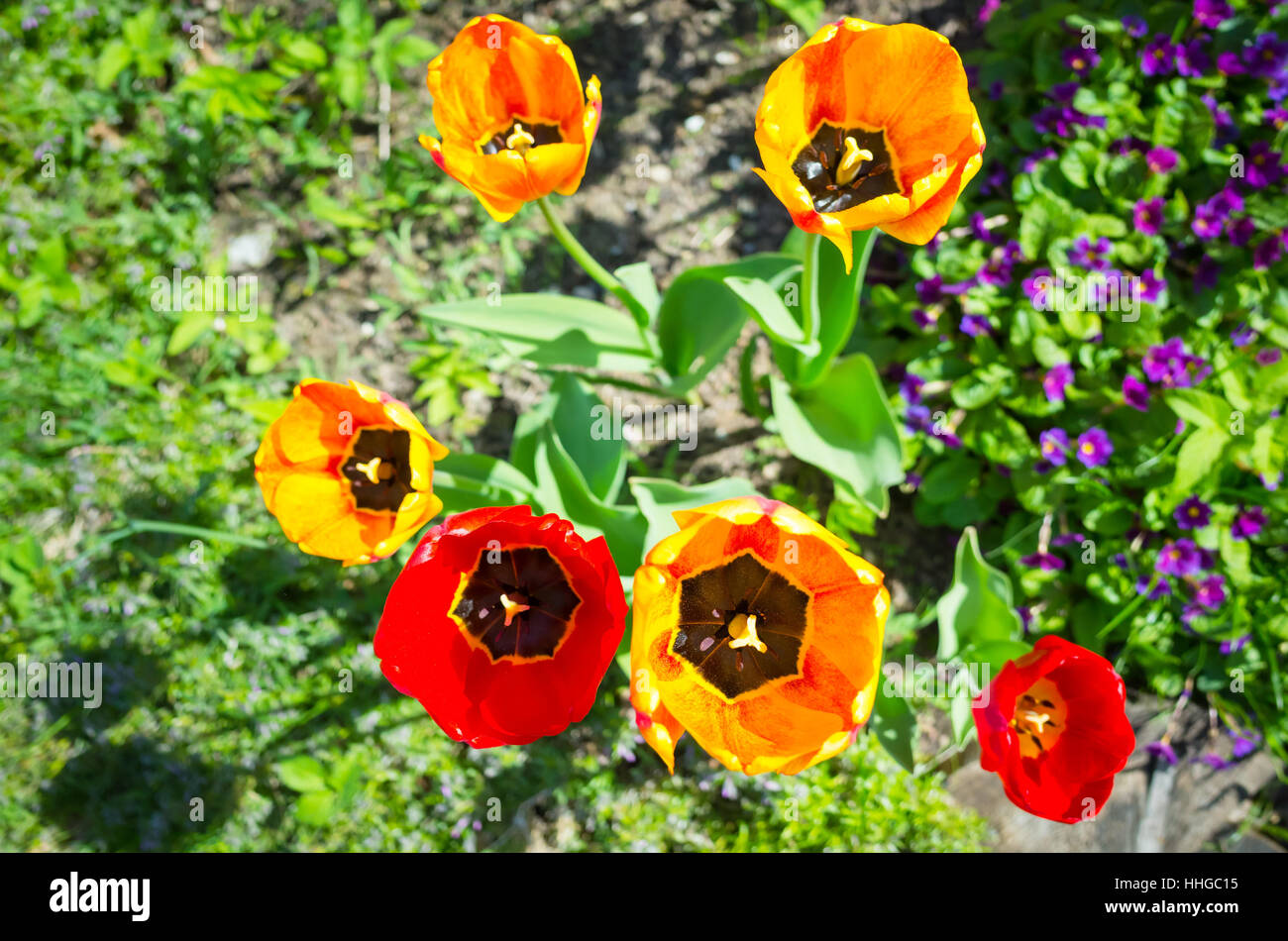 Bunte Tulpen Blumen im Frühlingsgarten, Nahaufnahme, selektiven Fokus Stockfoto