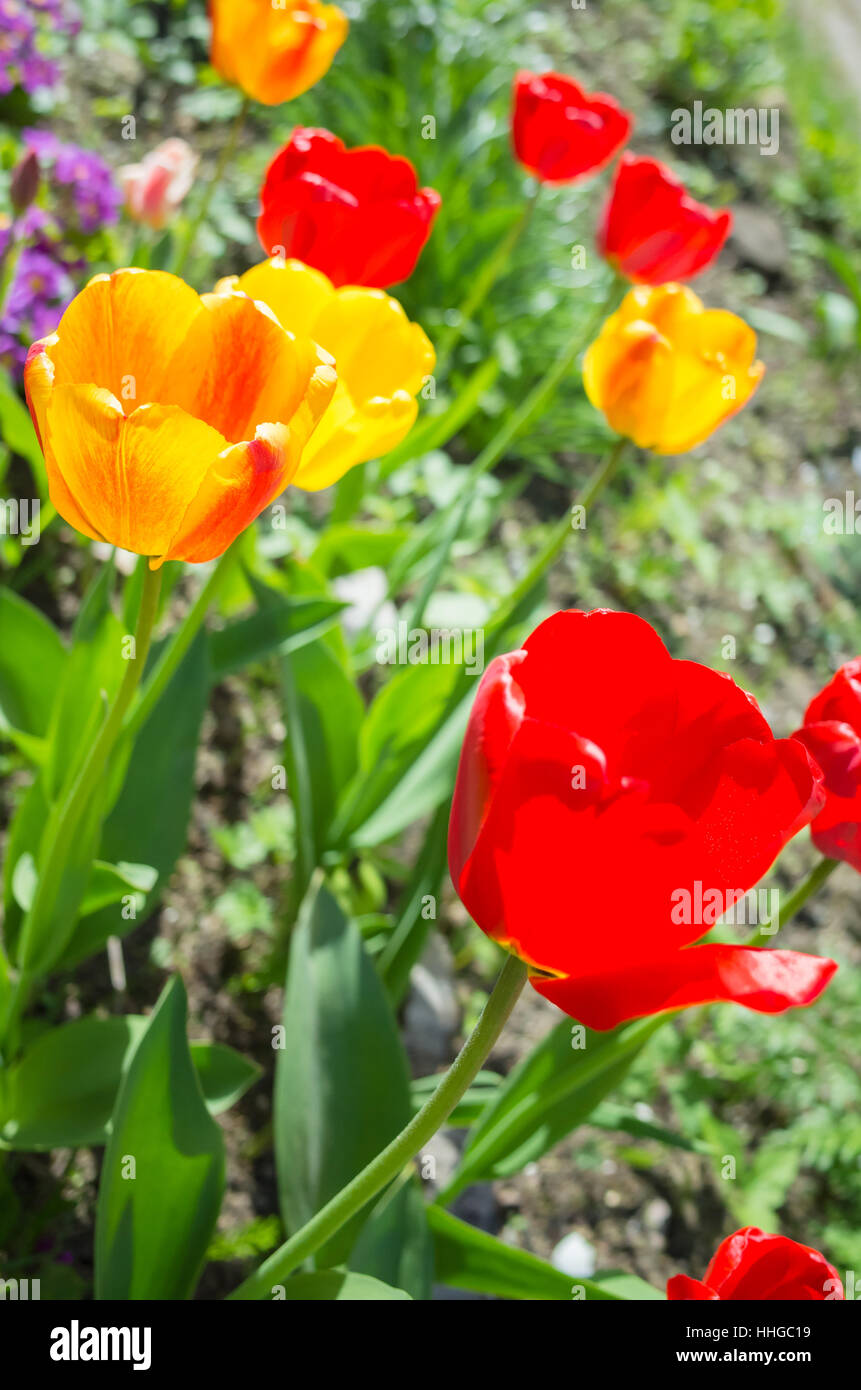 Bunte Tulpen Blumen im Frühling Garten, Closeup vertikale Foto mit selektiven Fokus Stockfoto