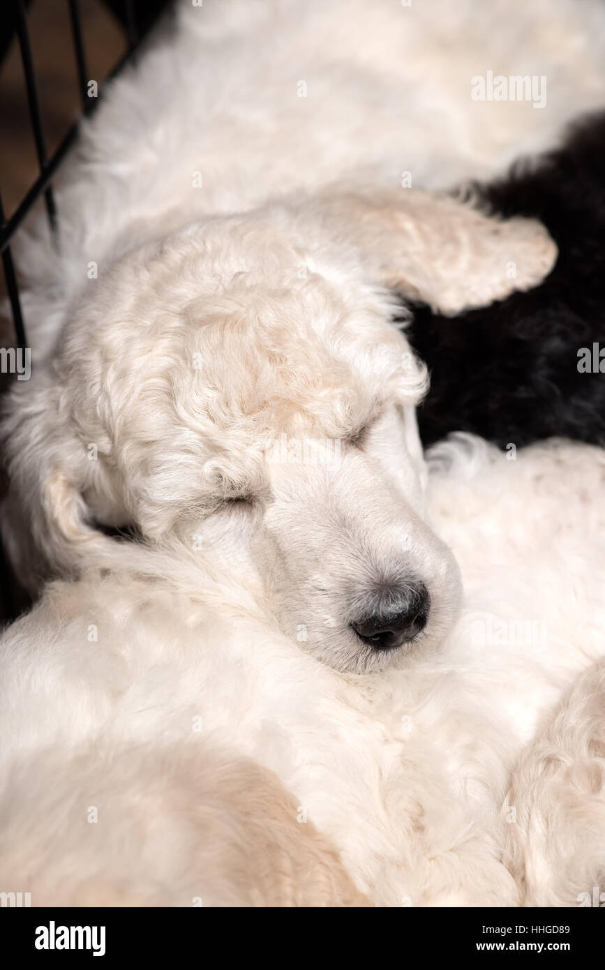 Pudel Welpen schlafen friedlich auf den Wurf Matten, Nahaufnahme von niedlichen jungen reinrassigen Hunden im Alter von sechs Wochen. Stockfoto