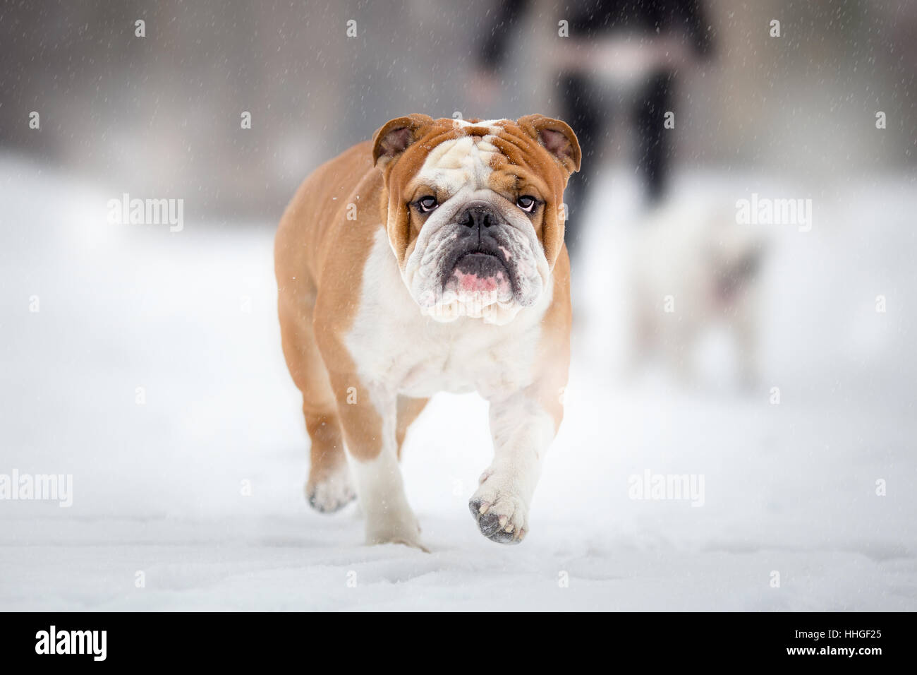 Englische Bulldogge zu Fuß auf Wintertag Stockfoto