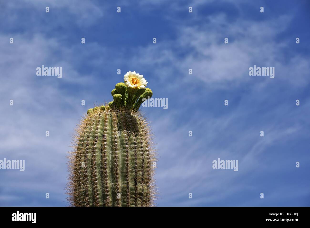 USA, Arizona, Kaktus, Kaktus-Blume, Wüste, Ödland, Blume, Pflanze, Blüte, Stockfoto