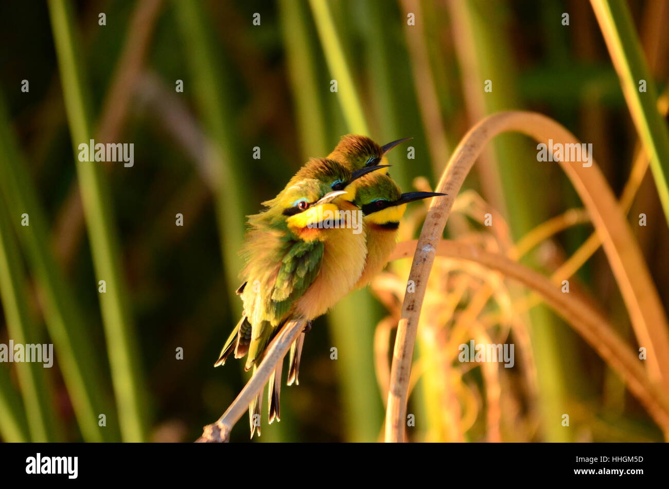 Die Bee-Eater-Vogel Stockfoto