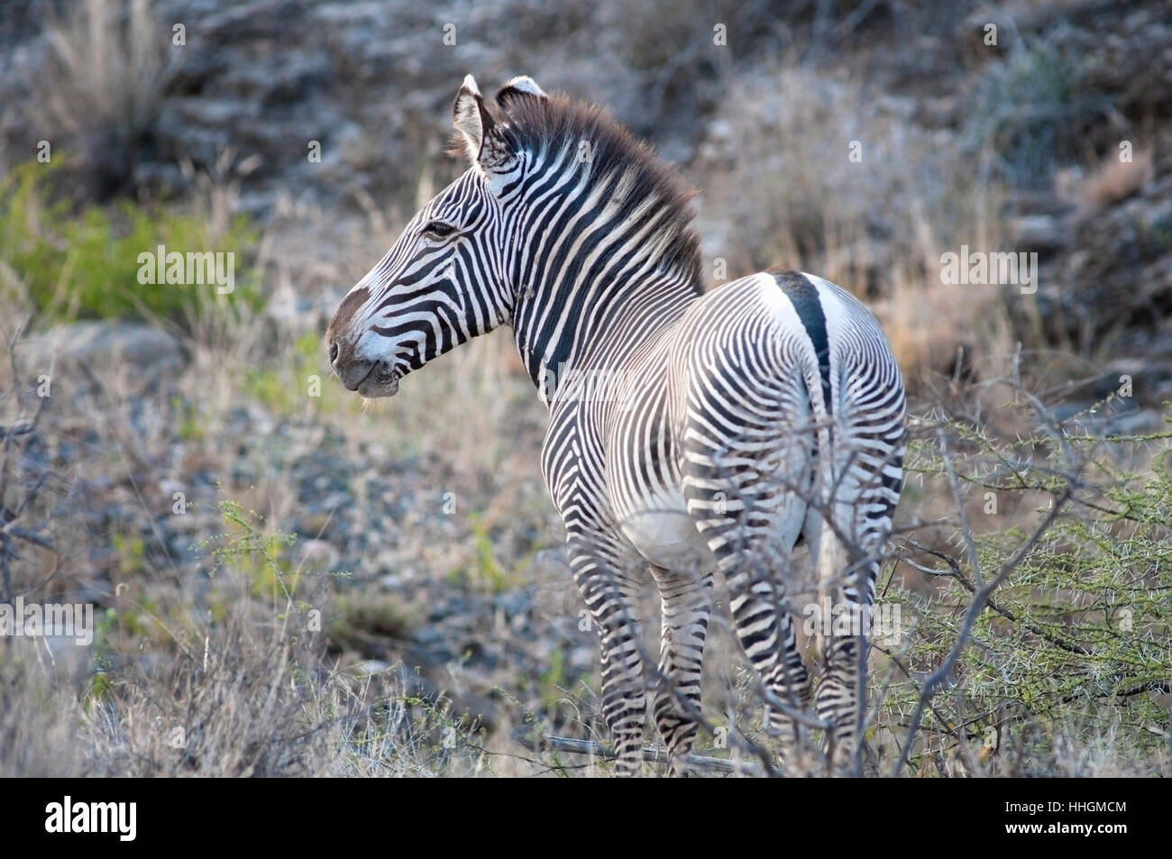 Horizontale Porträt von Grevy Zebra, Equus Grevyi in Samburu National Reserve. Kenia. Afrika. Stockfoto