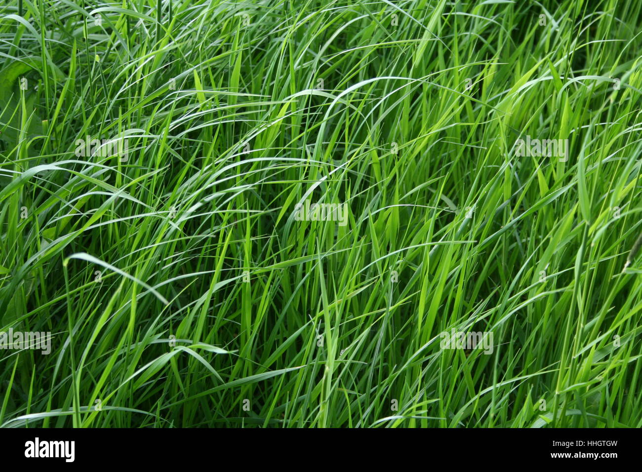Grün, Gräser, Wiese, Rasen, Rasen, frisch, Pflanze, Natur, Botanik, Landschaft Stockfoto