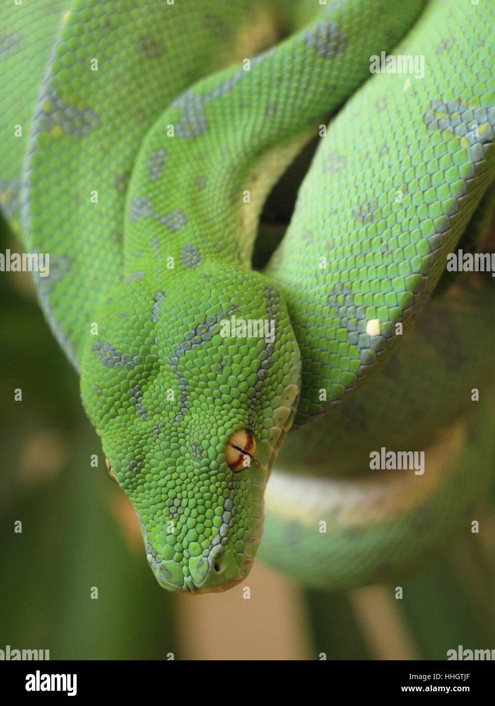 Gefahr, Makro, Nahaufnahme, Makro-Aufnahme, Ansicht, Nahaufnahme, Tier, Nahaufnahme Stockfoto