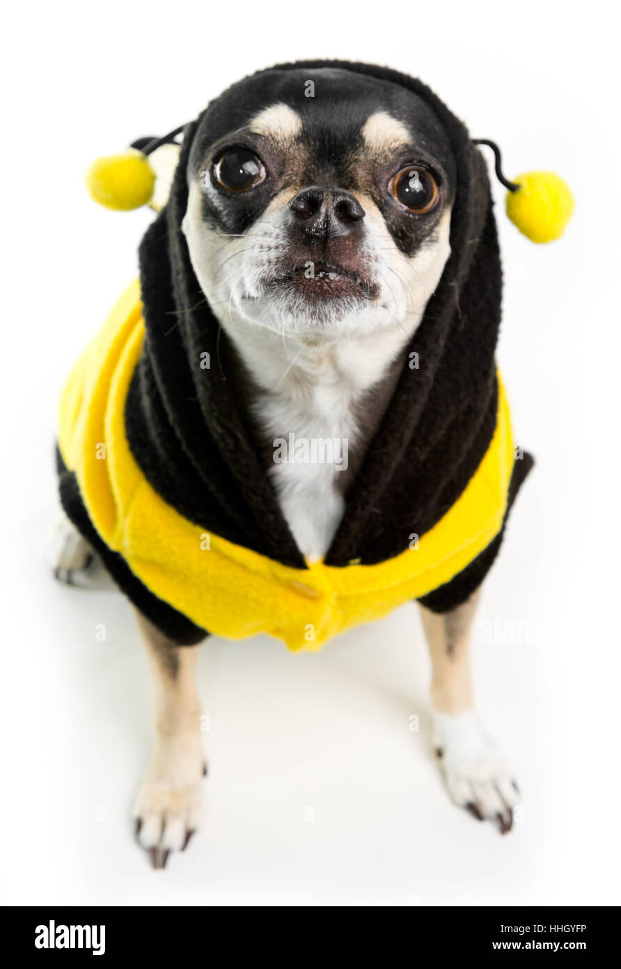 schwarz, dunkelhäutigen, tiefschwarze, tiefschwarz, kleine, winzige, kleine, kurze, Hund, Hunde, Stockfoto