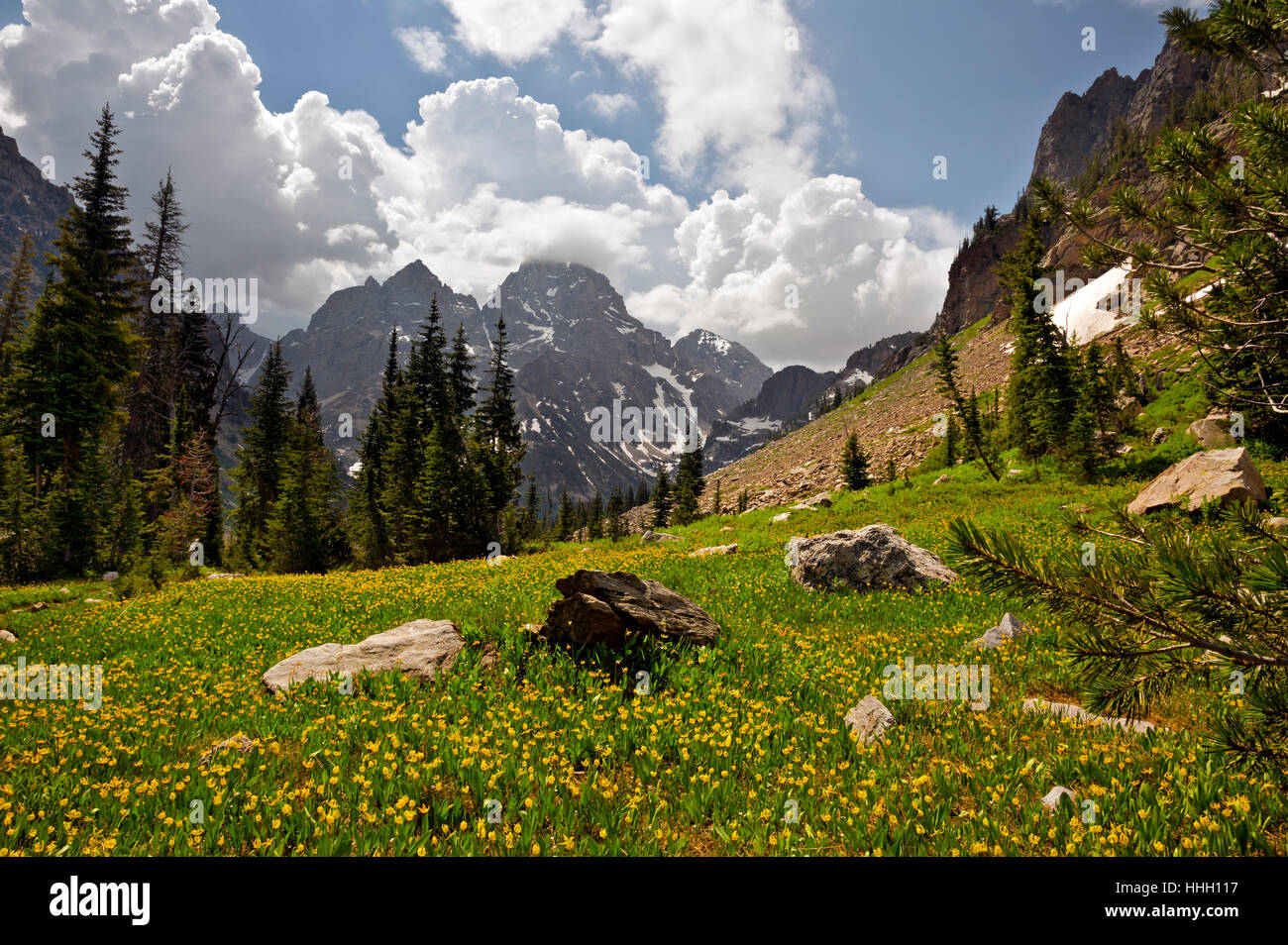 WY02083-00... WYOMING - Gletscher Lilien auf einer Wiese entlang des Sees Einsamkeit Trail in Grand Teton Nationalpark. Stockfoto