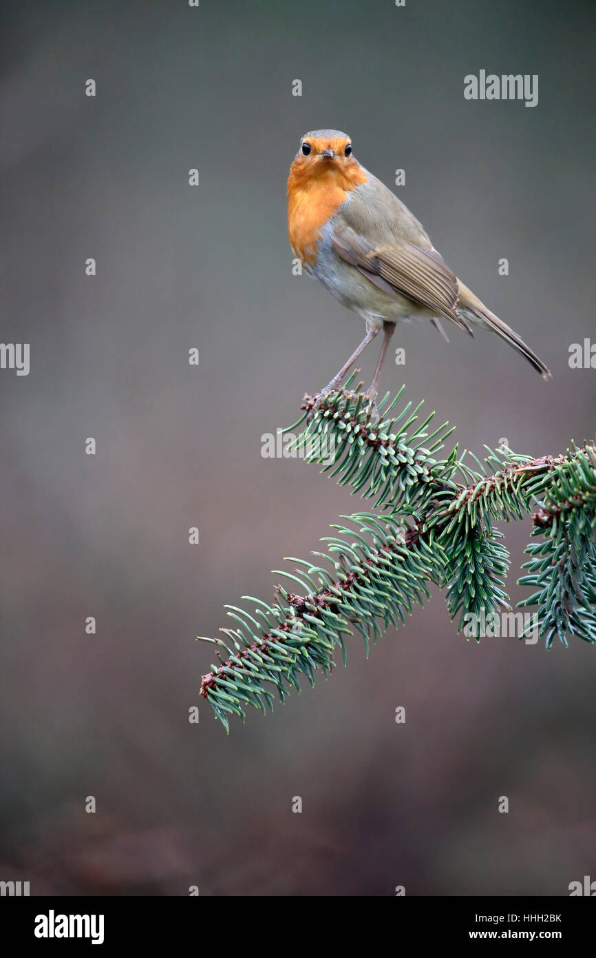 Robin, Erithacus Rubecula, einzelne Vogel auf Zaun, Warwickshire, Januar 2017 Stockfoto