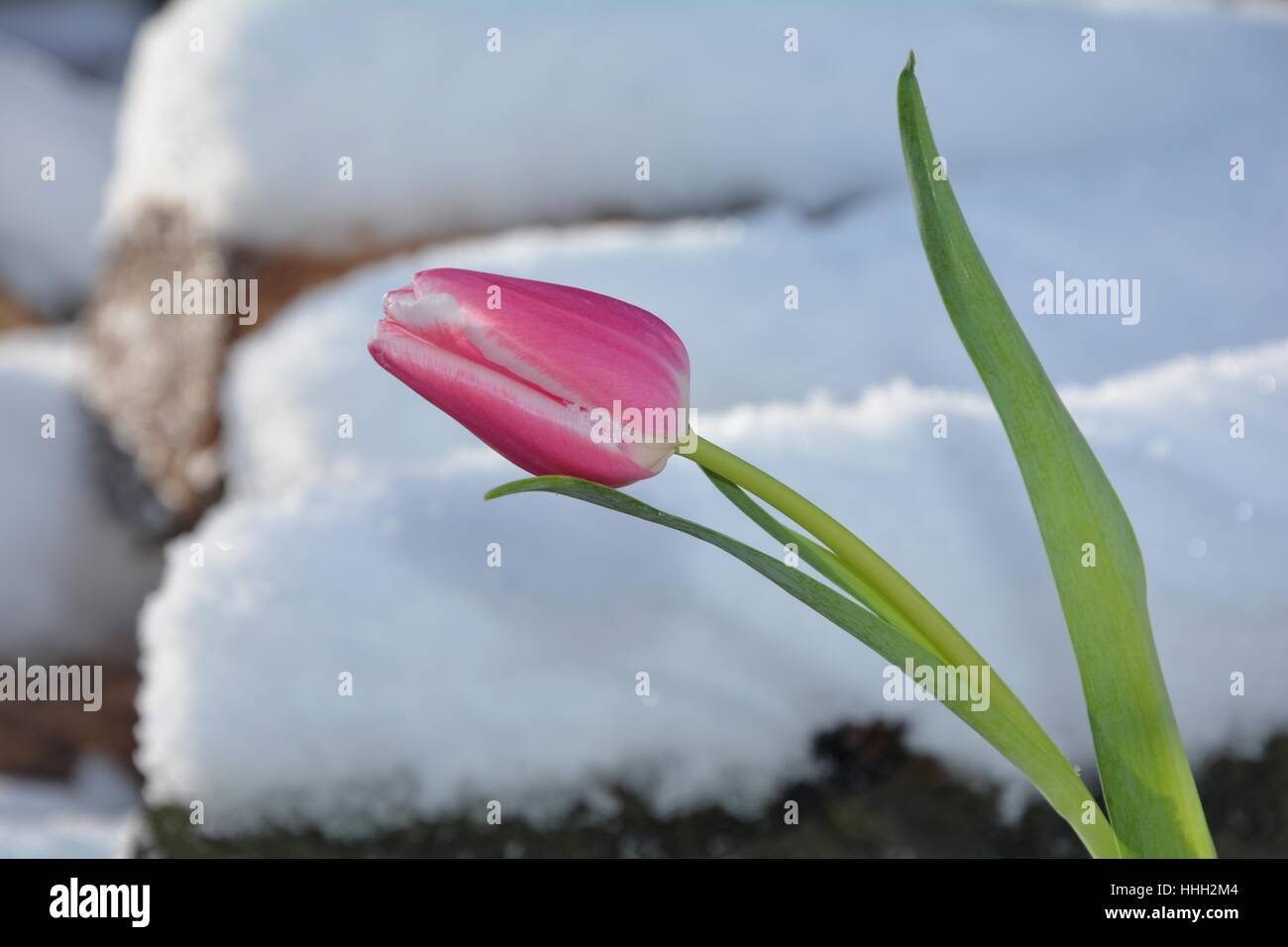 Rosa Tulpe (Tulipa) liegt auf verschneiten hölzernen Stamm Stockfoto