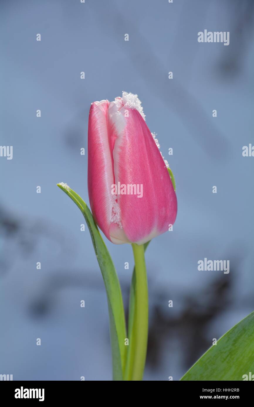 Rosa Tulpe (Tulipa) mit Schneeflocken auf die Blüte im verschneiten Garten Stockfoto
