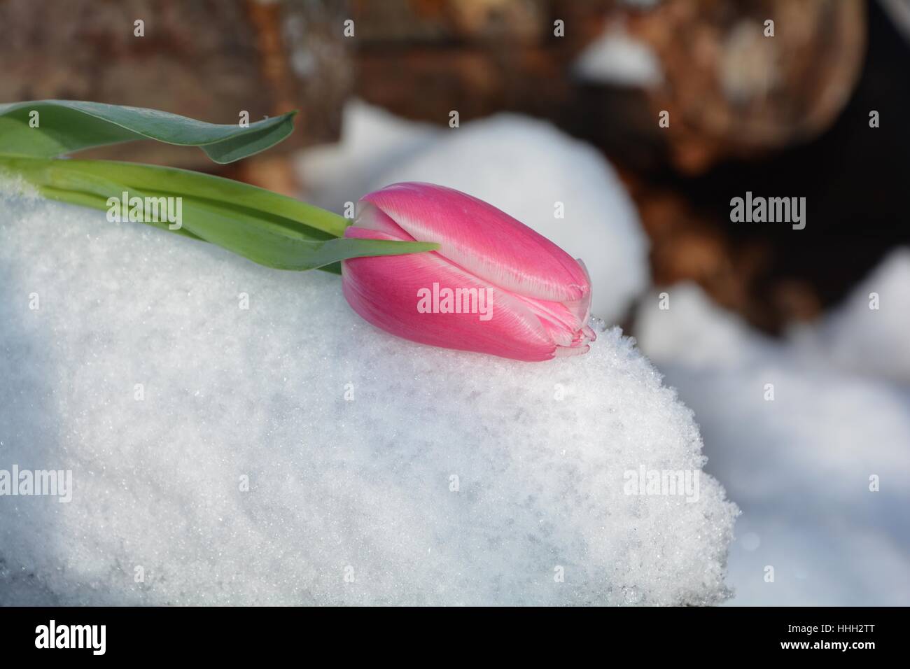 Rosa Tulpe (Tulipa) liegt auf verschneiten hölzernen Stamm Stockfoto