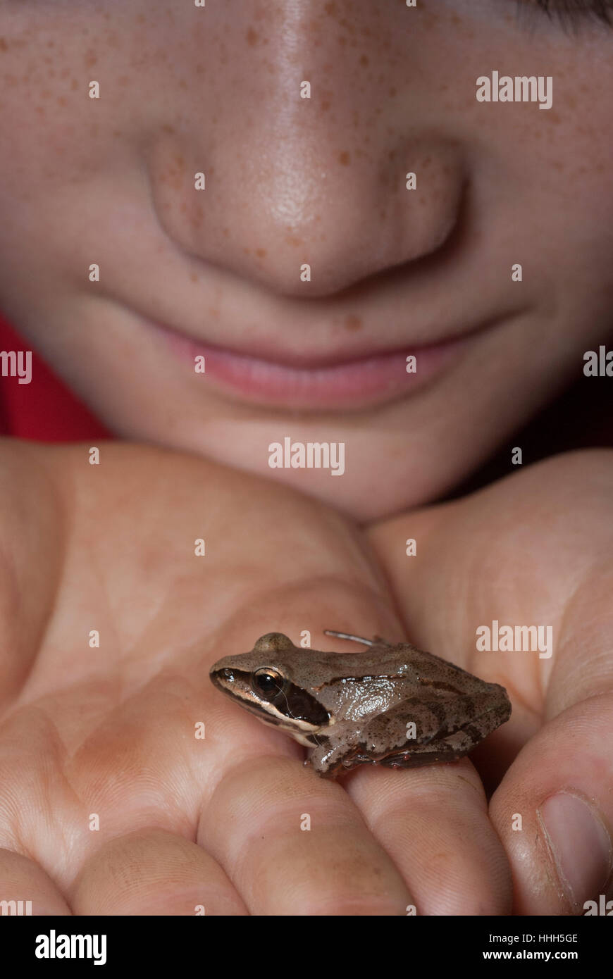 Ein Junge inspiziert einen kleiner Frosch in seiner Hand. Stockfoto