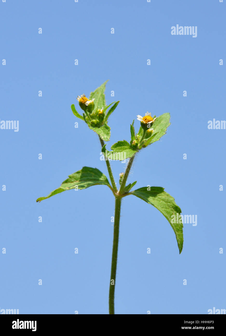 blau, Blume, Pflanze, Blüte, Blüte, blühen, blühende, Wild, Flora, Stockfoto