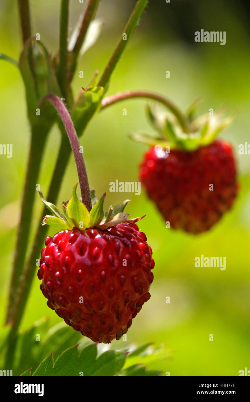 Wilde Erdbeeren Stockfoto