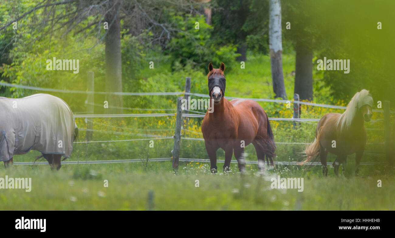 Drei Pferde grasen und entspannen in einem Frühling Sommer Wiese. Stockfoto