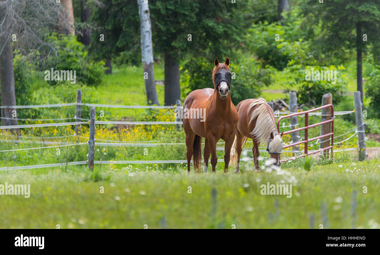 Zwei Pferde weiden und entspannen in einem Frühling Sommer Wiese. Stockfoto