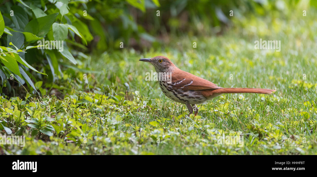 Schönes Lied Vogel, der Brown Thrasher (Toxostoma Rufum), Gras auf einer Wiese Jagd Stockfoto