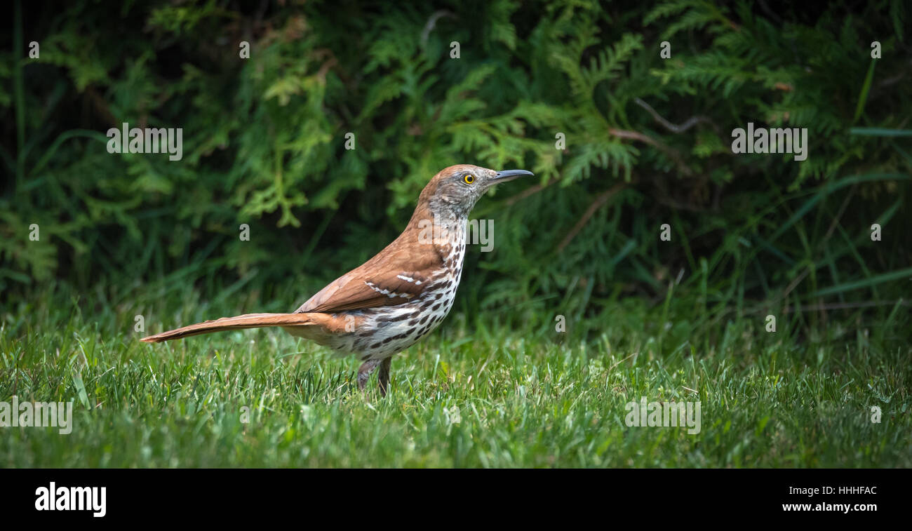 Schönes Lied Vogel, der Brown Thrasher (Toxostoma Rufum), Gras auf einer Wiese Jagd Stockfoto