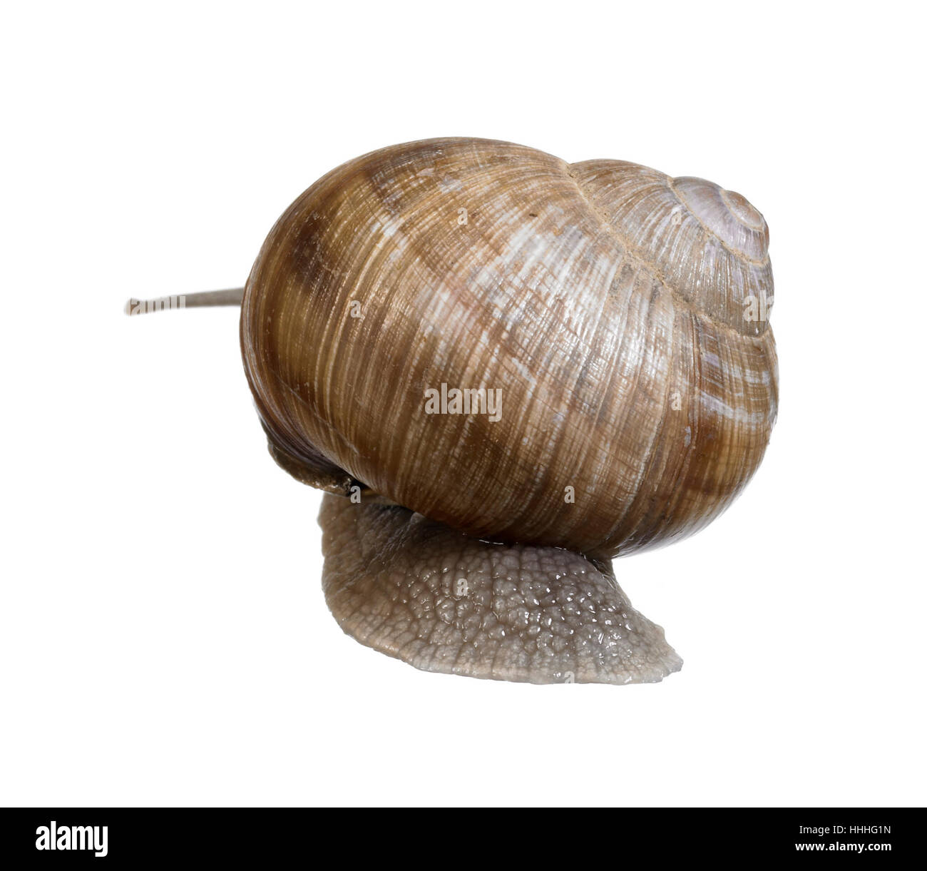 Studiofotografie einer Weinrebe Schnecke von hinten gesehen in weißem Rücken Stockfoto