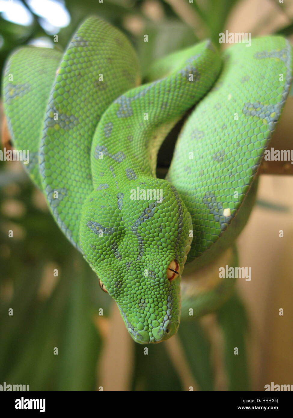 Gefahr, Makro, Nahaufnahme, Makro-Aufnahme, Ansicht, Nahaufnahme, Tier, Nahaufnahme Stockfoto